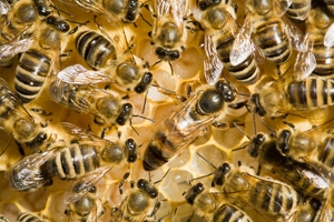 Bienenstaat