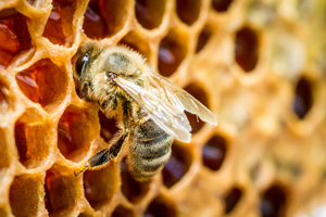 Honigbiene an Wabe