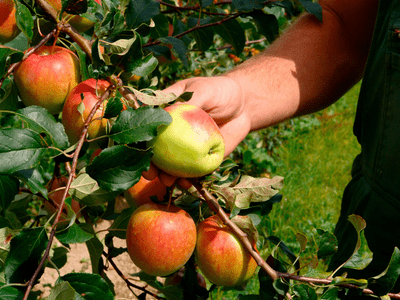 Eine Hand greift nach einem von mehreren Äpfeln am Baum
