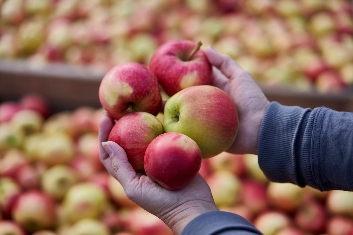 Eine Person hält fünf Äpfel in beiden Händen.