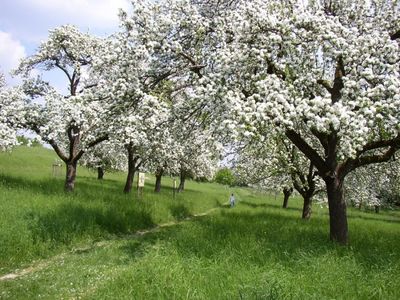 Wiese mit weiß blühenden Apfelbäumen
