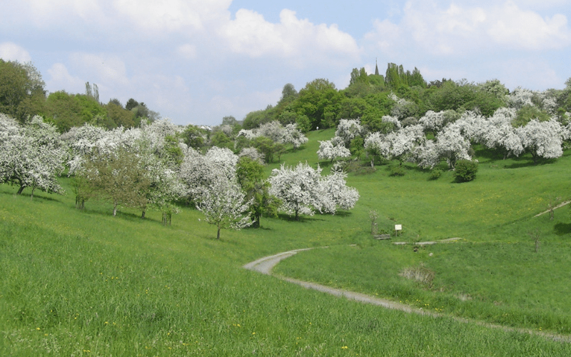 Wiese mit weiß blühenden Apfelbäumen