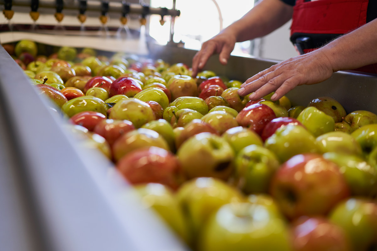 In einer Fabrik werden Äpfel auf einem Fließband gewaschen.